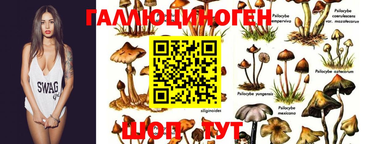 Псилоцибиновые грибы Cubensis  Вход с VPN  Чебаркуль 